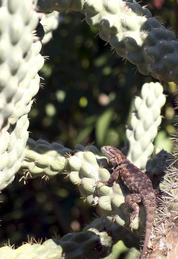 Lizard